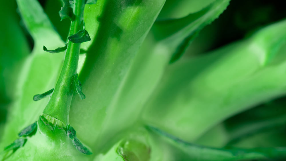 Frozen Superheroes: Maximizing Broccoli Stalks' Potential